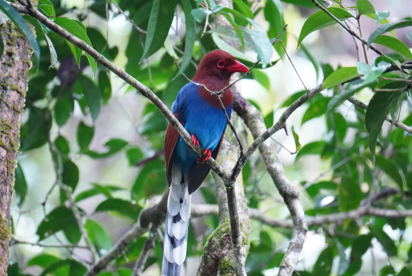 Sri Lanka Blue Magpie perched in the forest