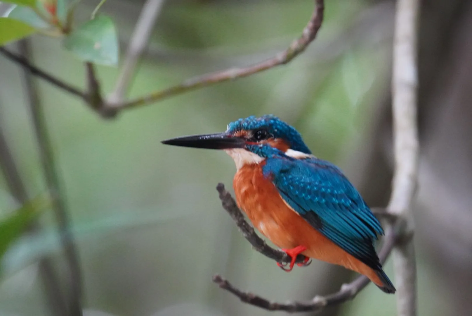 A kingfisher perched on a branch