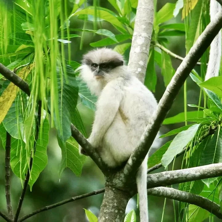 サファリで出会う野生動物