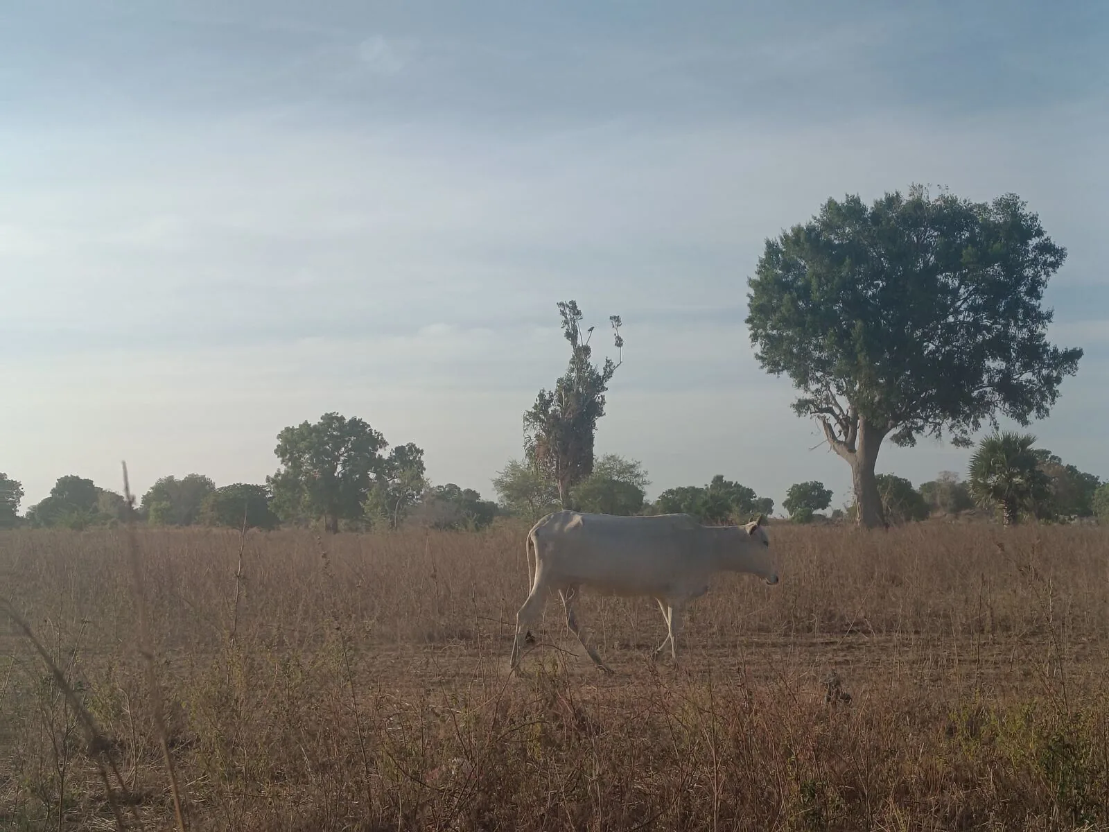 cow crossing a field in Sri Lanka