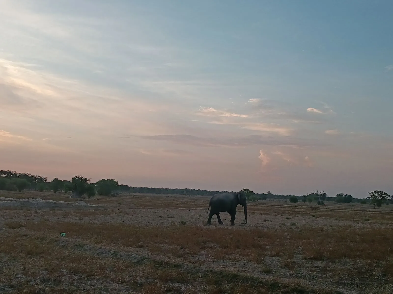 elephant walking at dusk